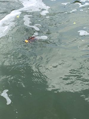 西表島と由布島。浦内川クルーズと途中までトレッキング。路線バスの都合でマリ...