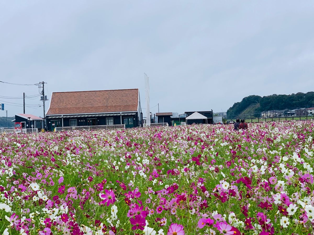 晴れてればもっと綺麗だったなー