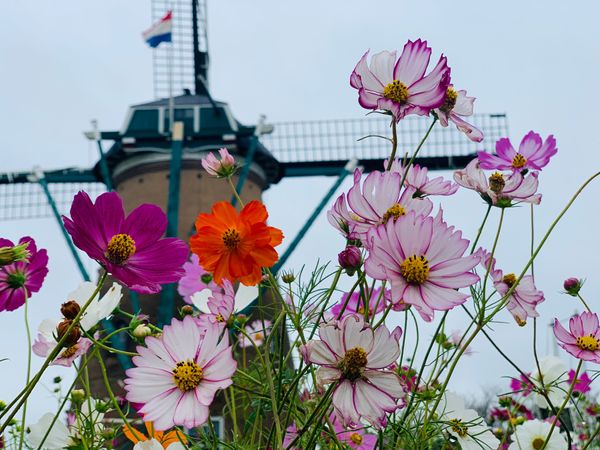 日本・千葉県「こすもす2」の写真：晴れてればもっと綺麗だったなー