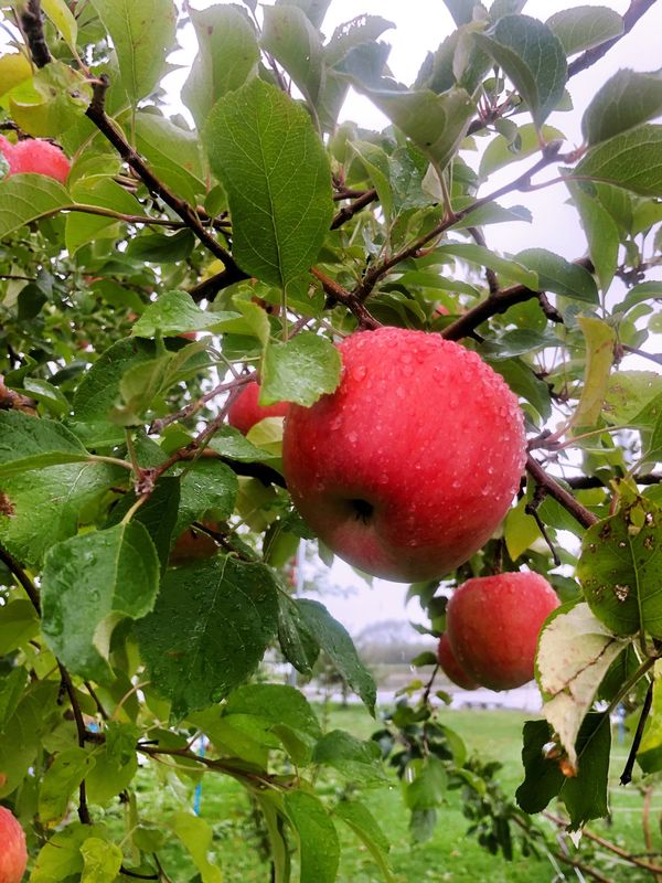 日本・青森県「青森りんごツアー」の写真：美味しそうなりんごたくさんなってました！