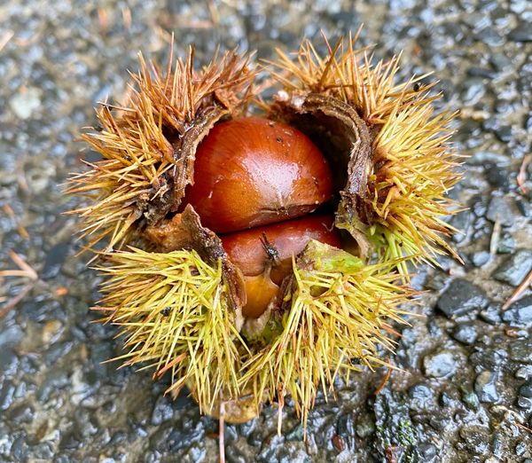 日本「河口湖」の写真