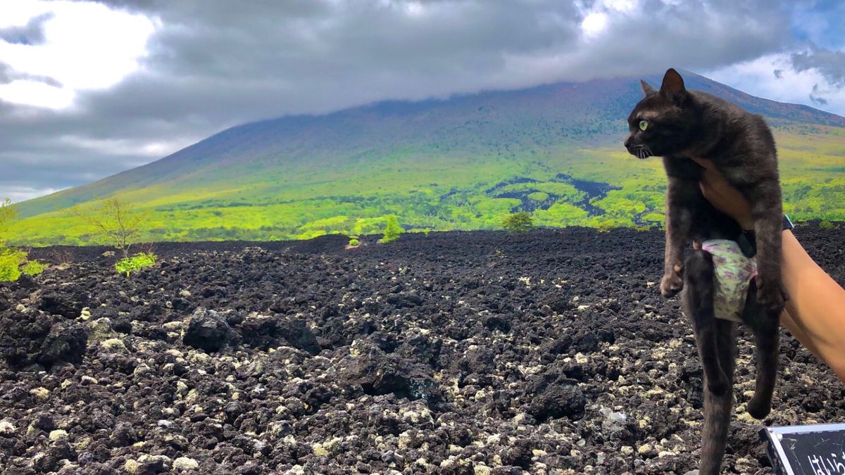 1枚目　十和田湖
2枚目　仏ヶ浦
3枚目　焼走り熔岩流
4枚目　八幡平