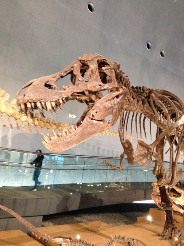 日本・福井県「恐竜博物館🦕」の写真