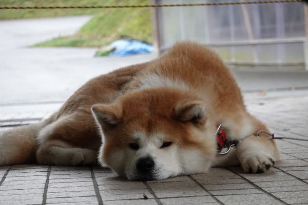 日本・秋田県「秋田旅行」の写真：1日目
こまちに乗って田沢湖へ
共栄パレ...