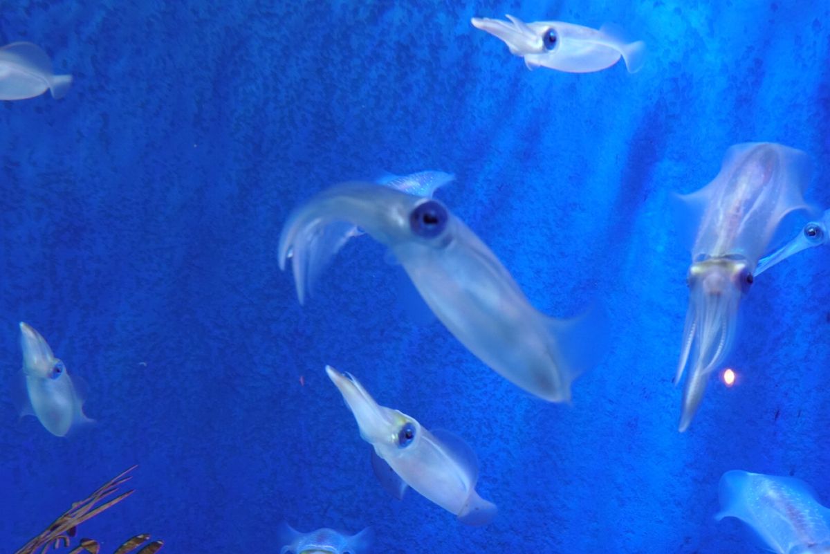 2日目
電車で秋田駅から男鹿駅まで🚃
男鹿水族館GAOに行った🐟
コンパク...