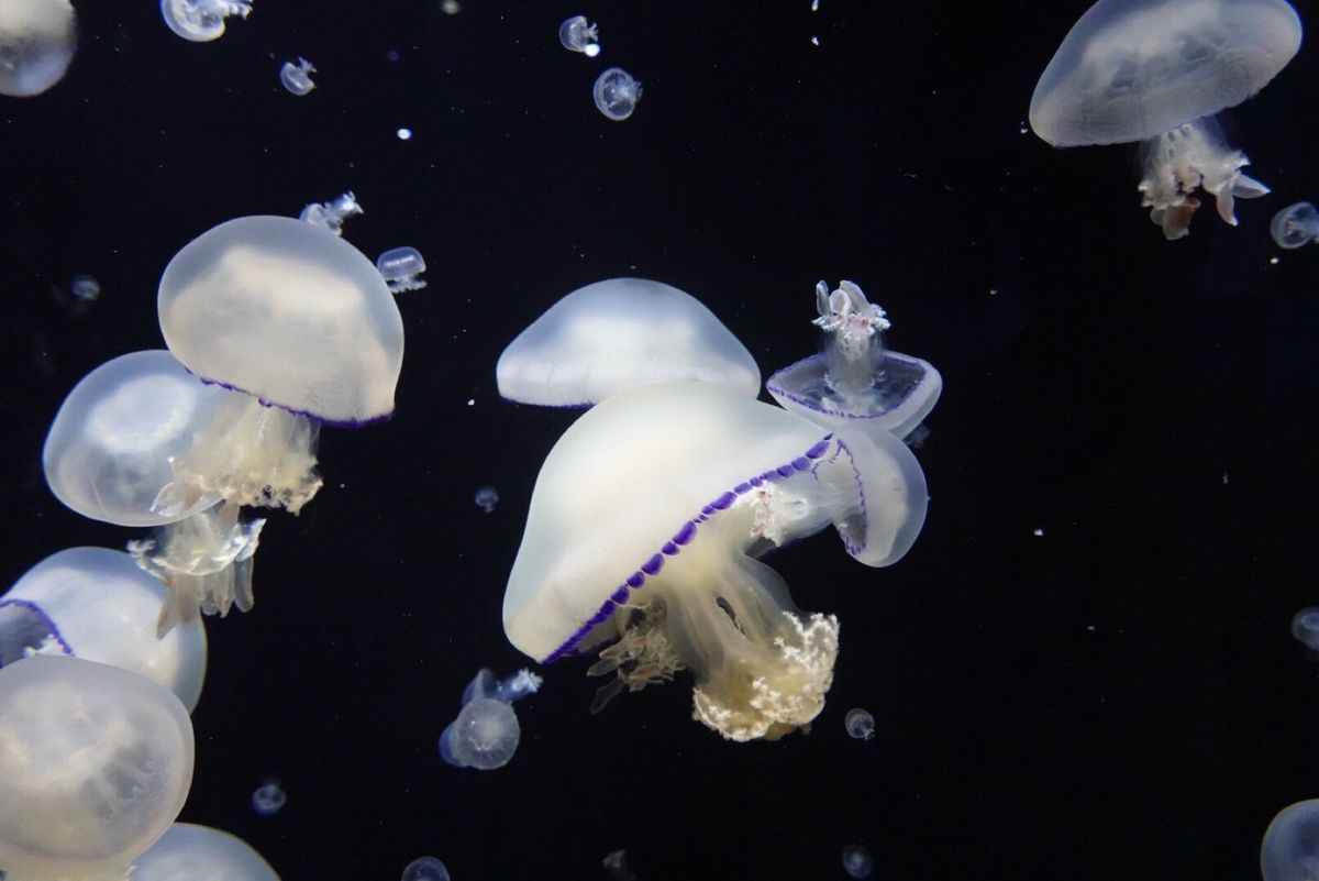2日目
くらげ水族館と呼ばれる加茂水族館へ🐟
見たことない珍しいくらげがた...