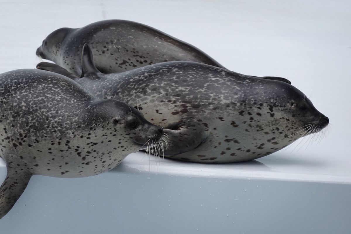 2日目
くらげ水族館と呼ばれる加茂水族館へ🐟
見たことない珍しいくらげがた...