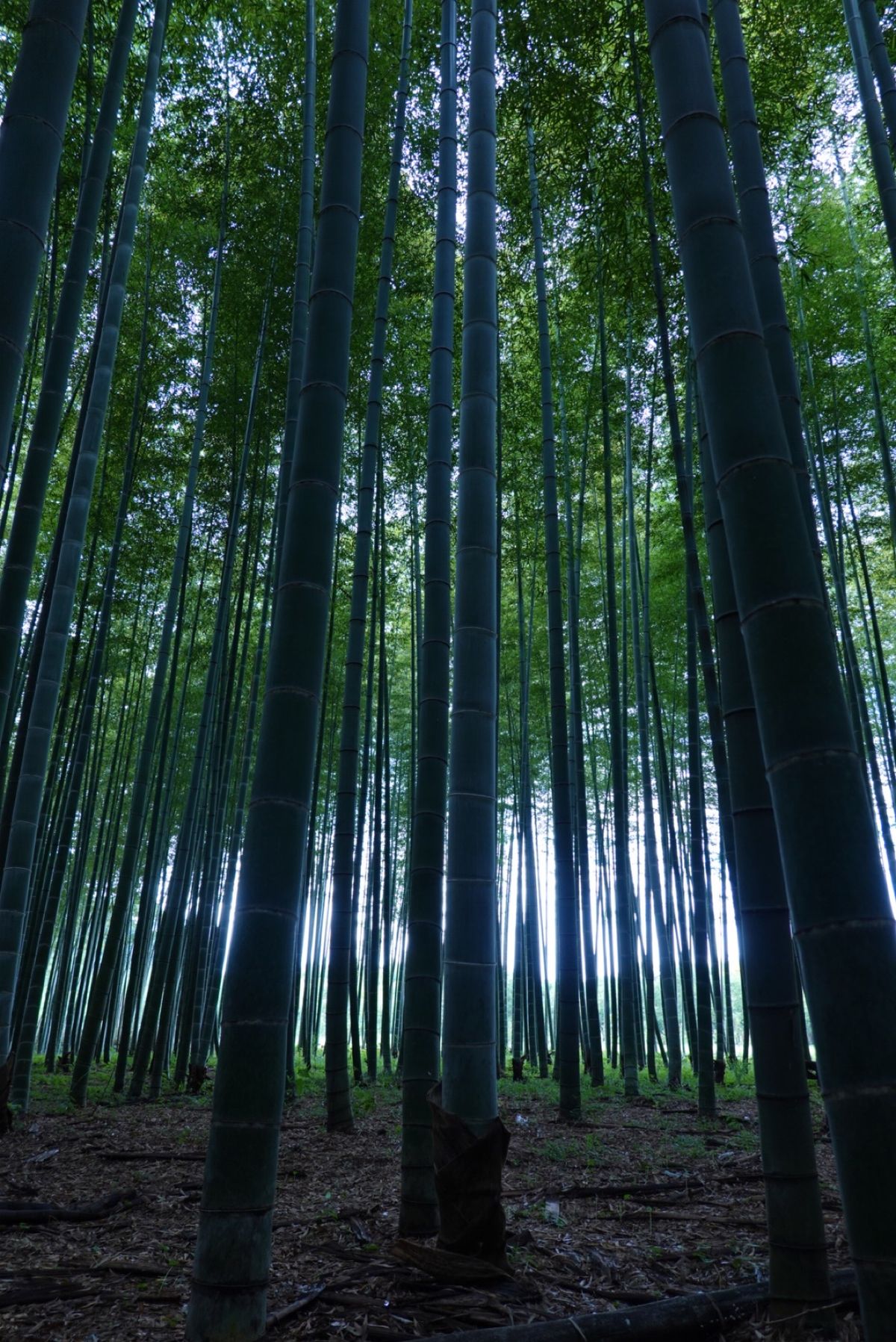 2日目
ランチして竹林へ
帰りの新幹線ではいちごサンドで締めくくり(・▽・）