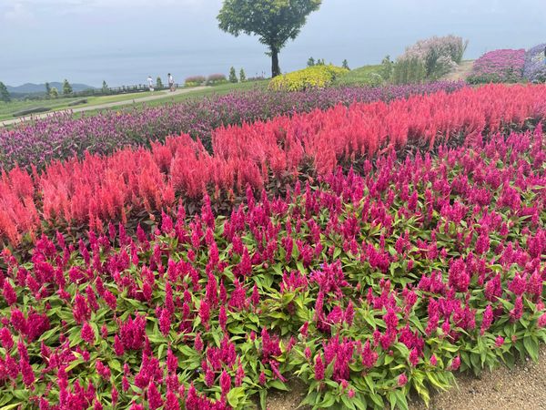 日本・淡路島「淡路島ドライブ」の写真