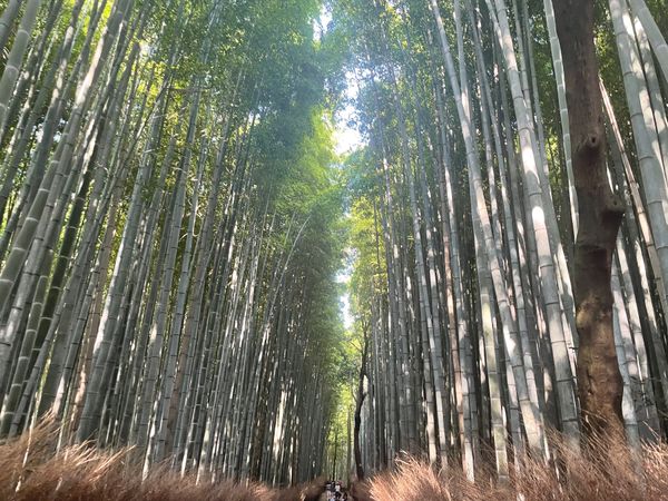 日本・京都府「京都はんなり旅」の写真