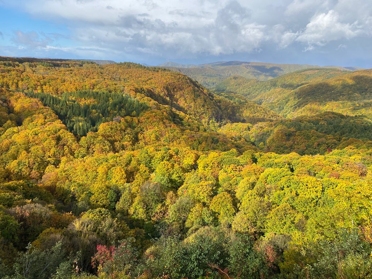 10月21日
早朝から酸ヶ湯温泉へ。城ケ倉大橋の紅葉が綺麗だった🍁