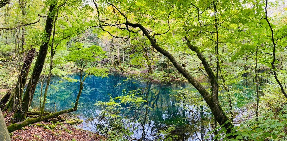 青池、沸壺の池
約1時間のトレッキング。