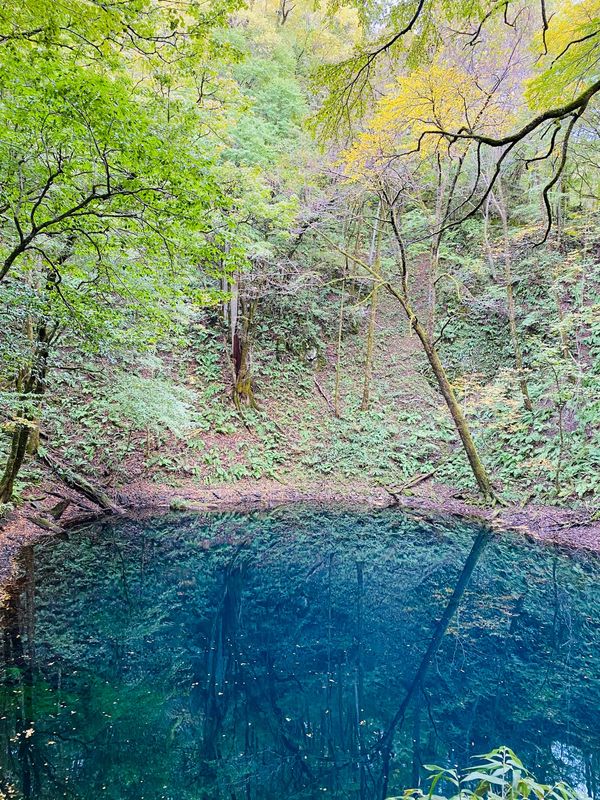 日本・北海道「青森の旅🚗💨」の写真：青池、沸壺の池
約1時間のトレッキング。