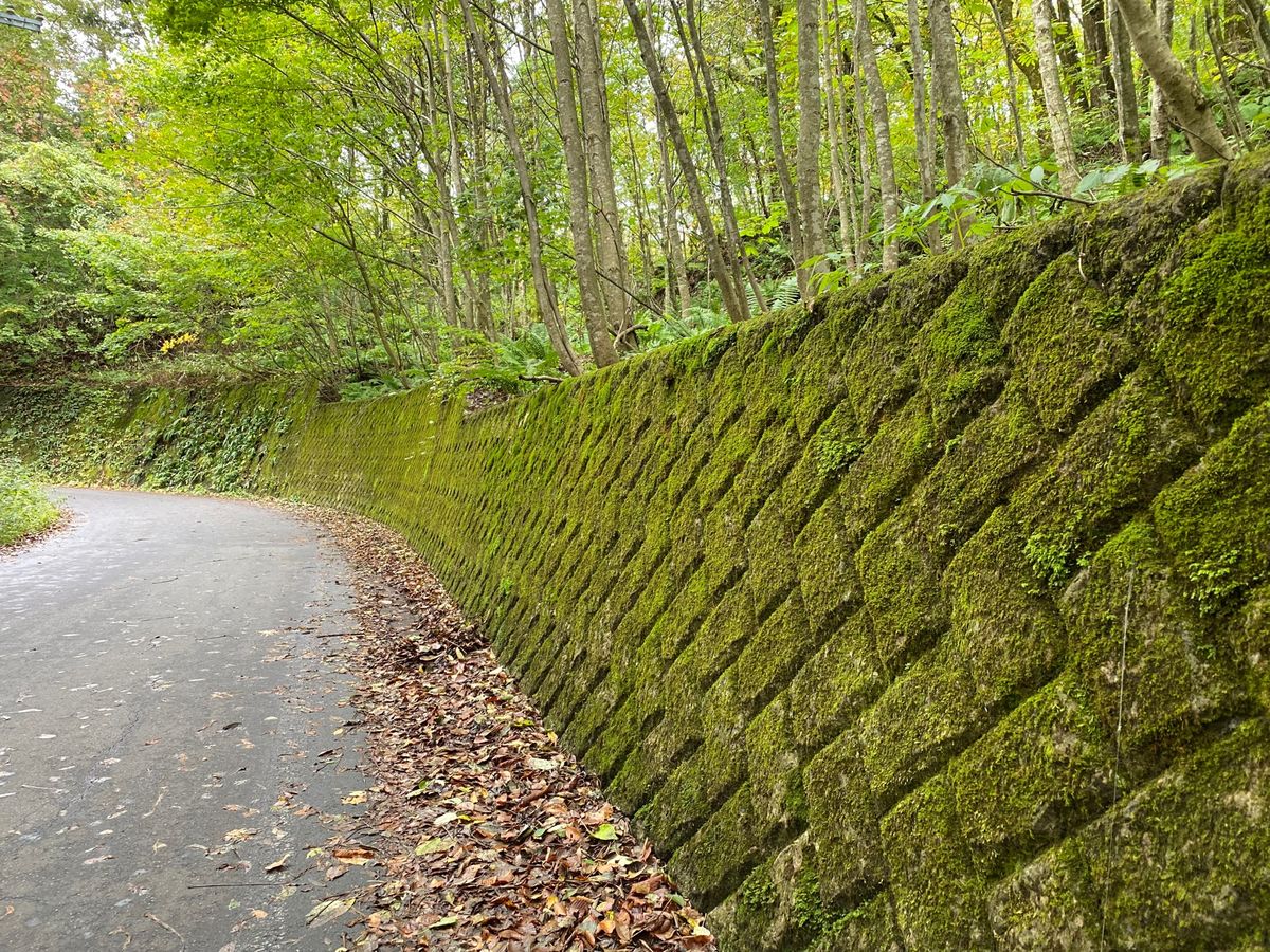 青池、沸壺の池
約1時間のトレッキング。