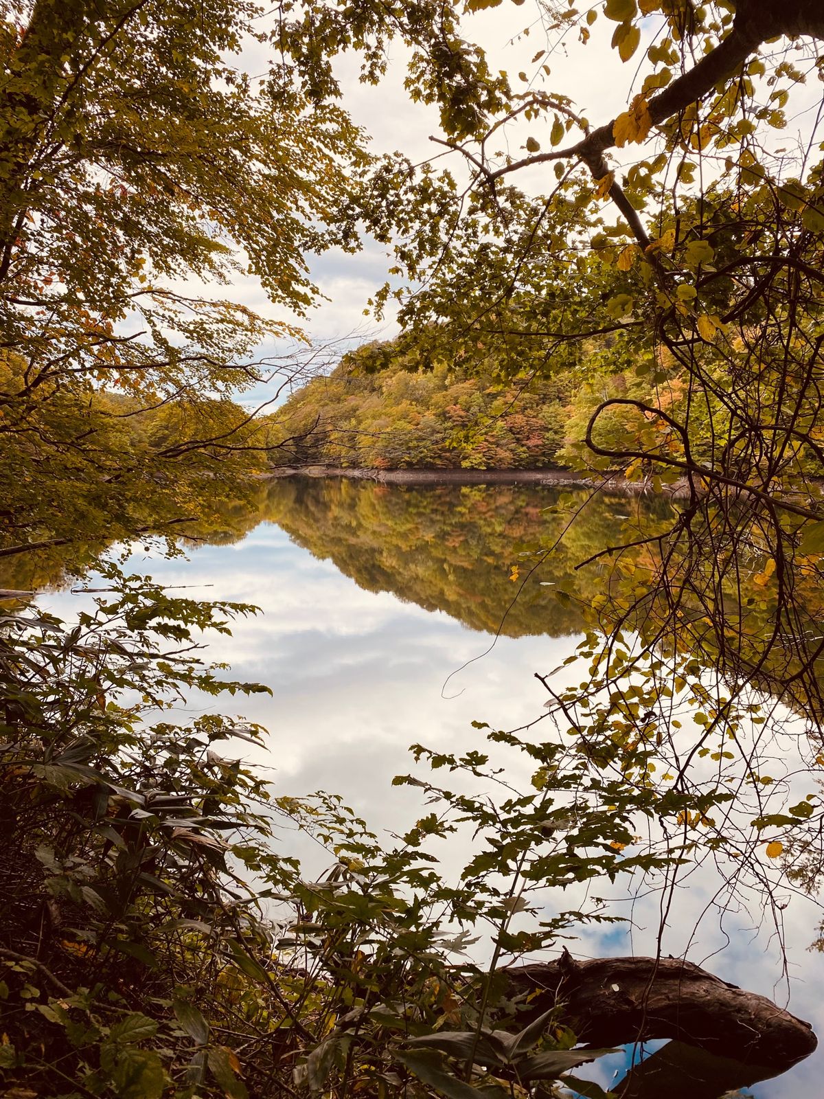 10月22日
早朝に弘前から白神山地へ向かう。