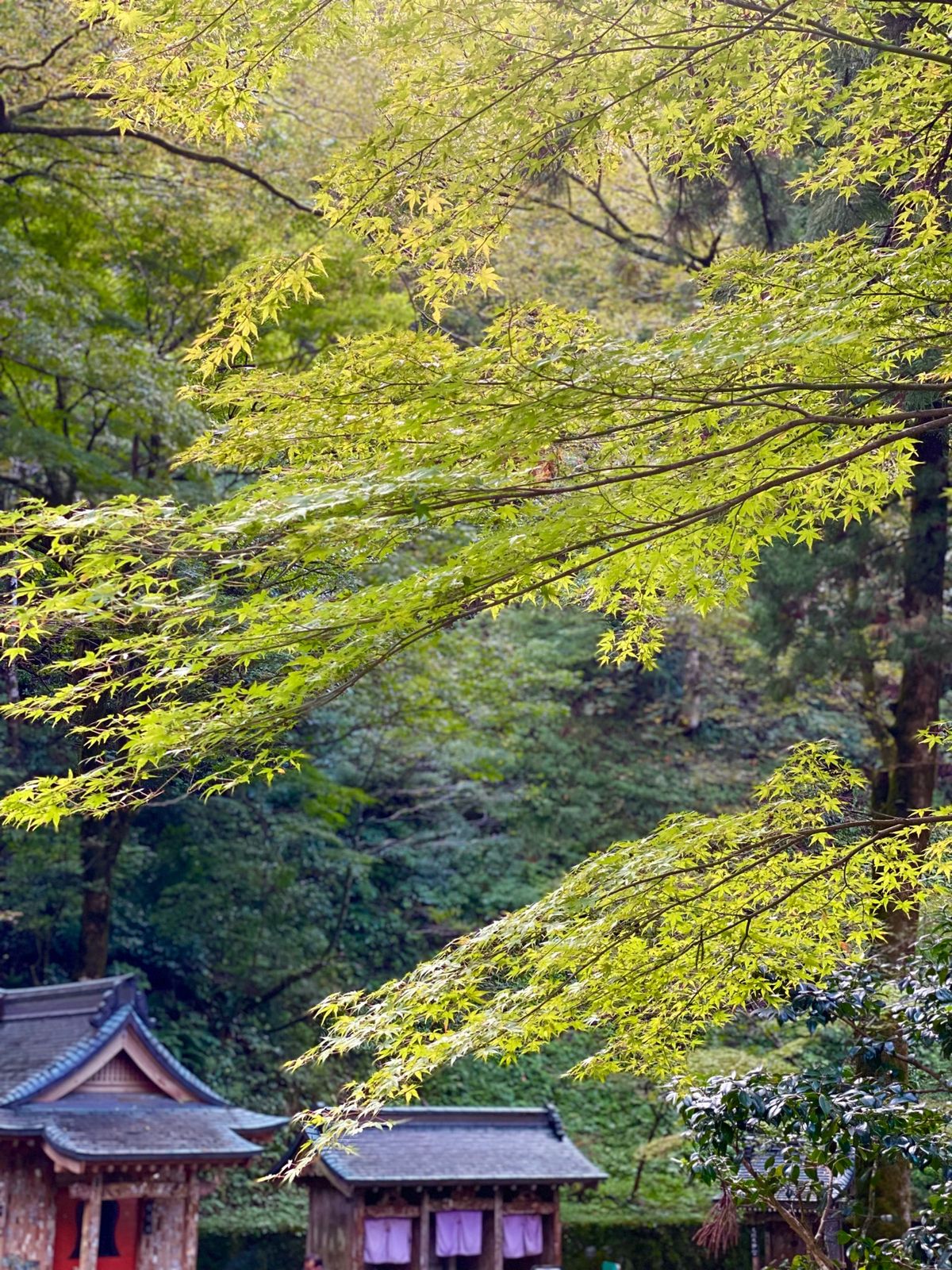 永平寺

ずっと行ってみたかった永平寺
この日の午後は飛行機まで時間に余裕...