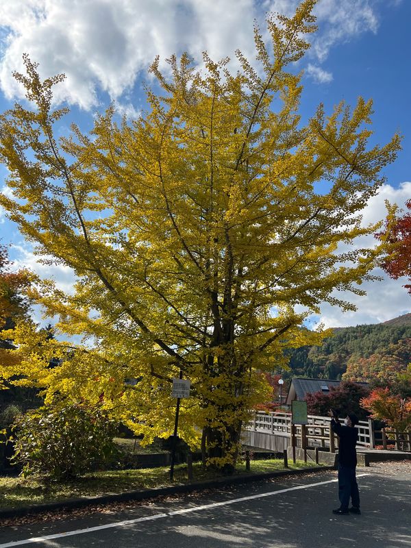 日本・山梨県「ふもっぱらキャンプ/Mercedes me Forest」の写真：西湖の紅葉が綺麗でした