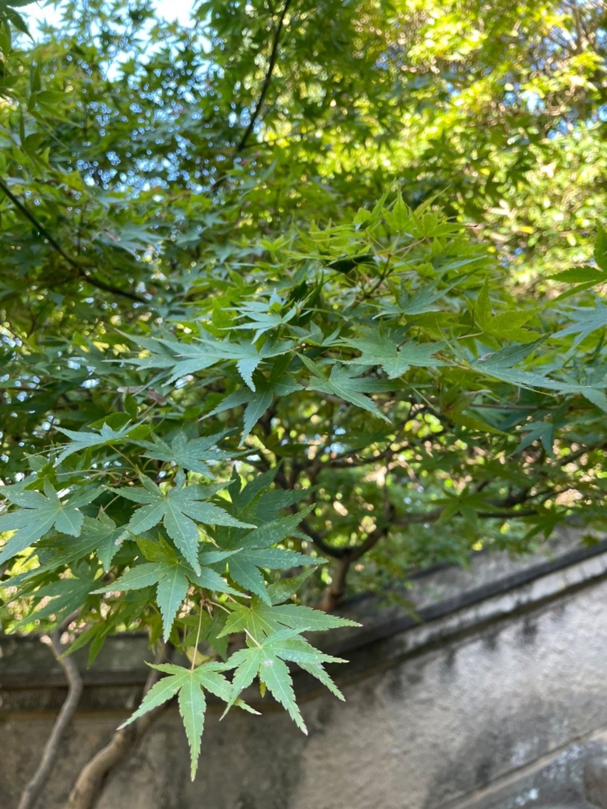 紅葉八幡宮🍁
もみじはまだ青かった🤣