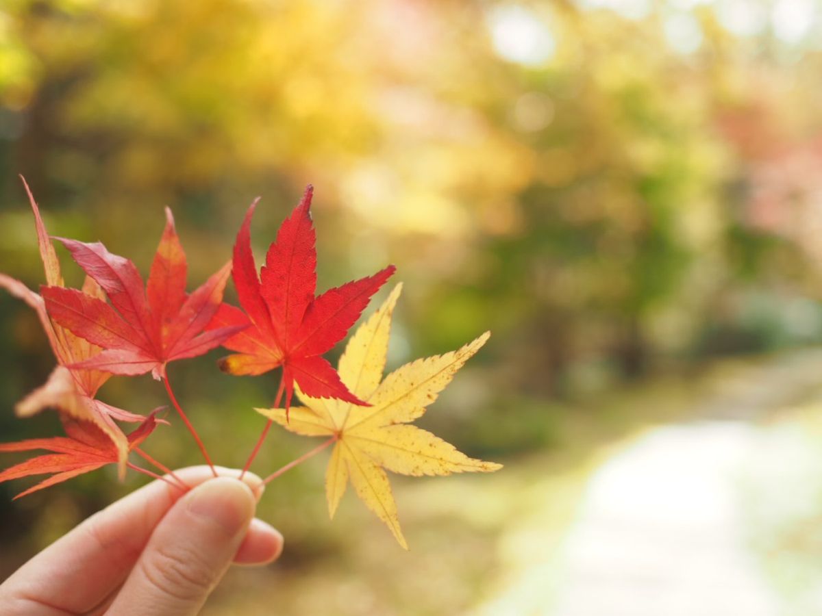 #リゾナーレ那須