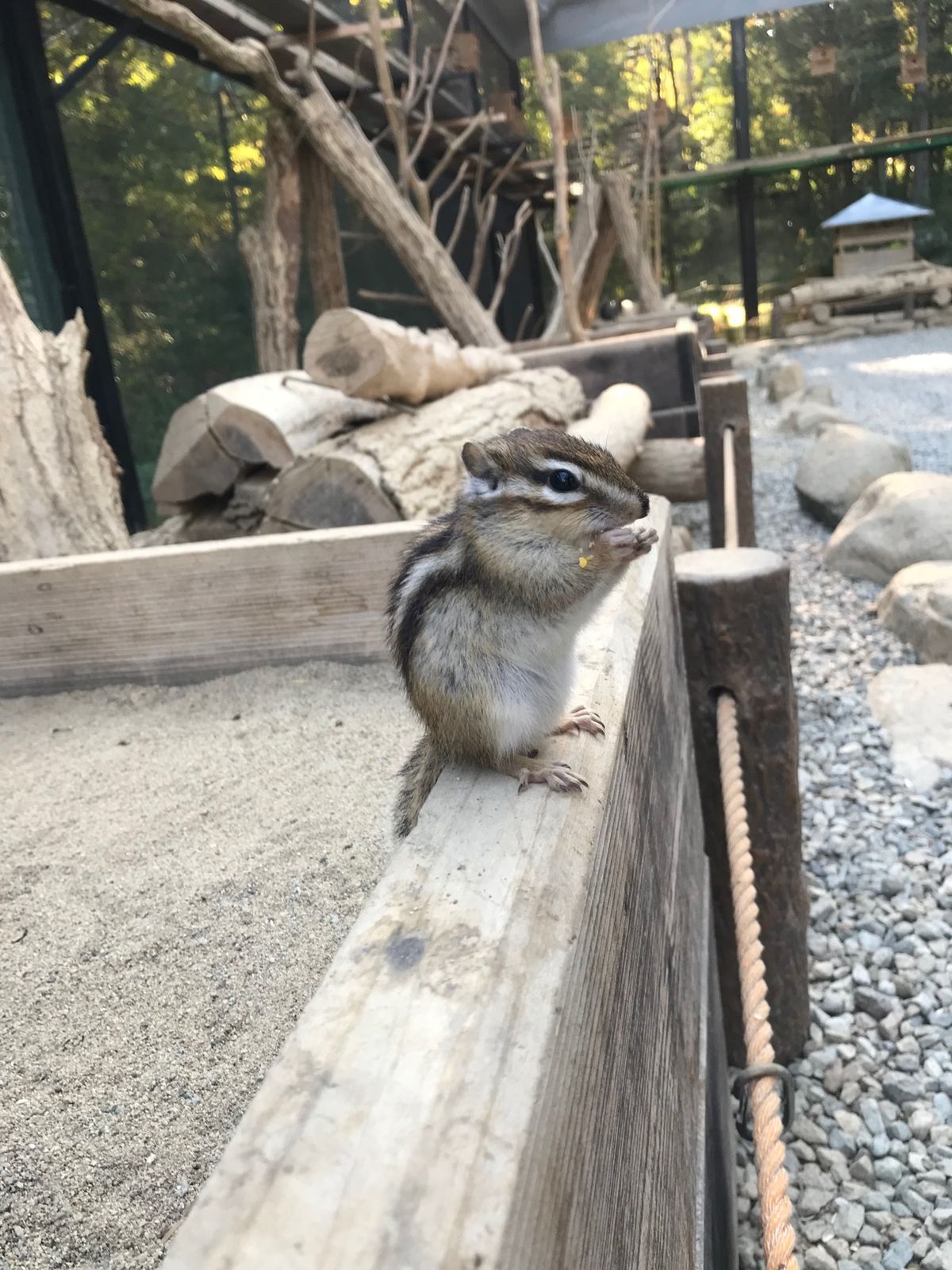 シマリスに餌をあげられる所は少ないので絶対行きたかった高山市のリスの森🐿
...