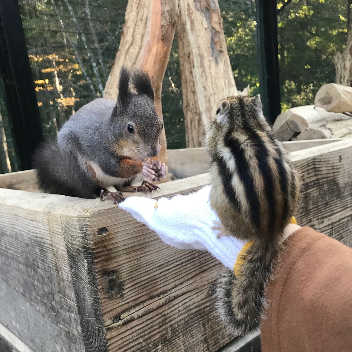 シマリスに餌をあげられる所は少ないので絶対行きたかった高山市のリスの森🐿
...
