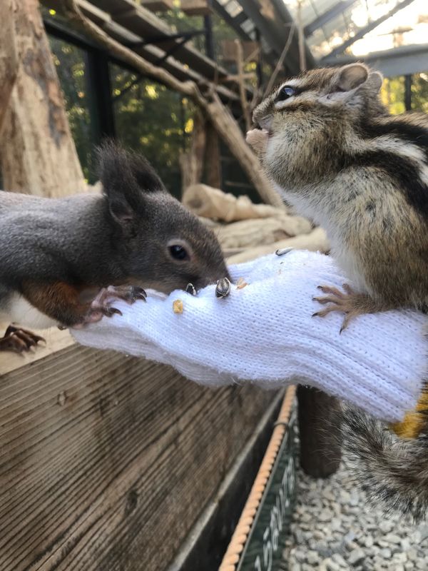 日本・白川郷「愛知・岐阜の旅」の写真：シマリスに餌をあげられる所は少ないので絶...