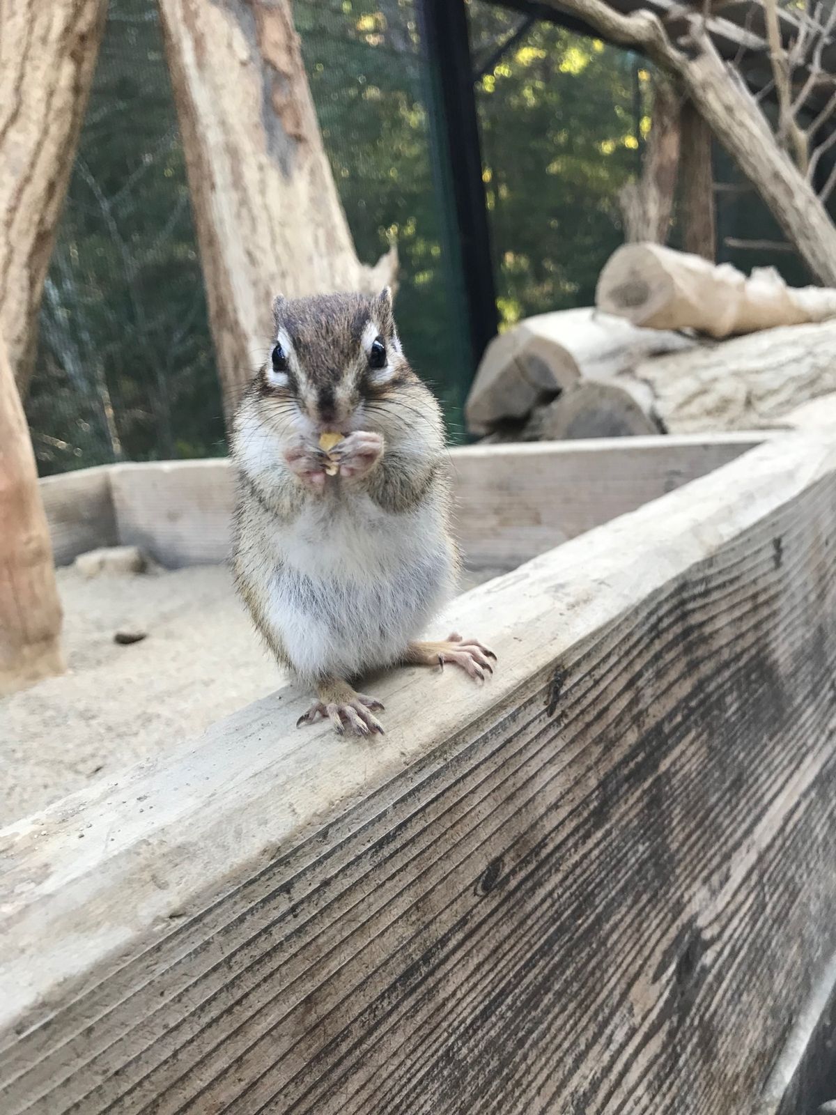 シマリスに餌をあげられる所は少ないので絶対行きたかった高山市のリスの森🐿
...