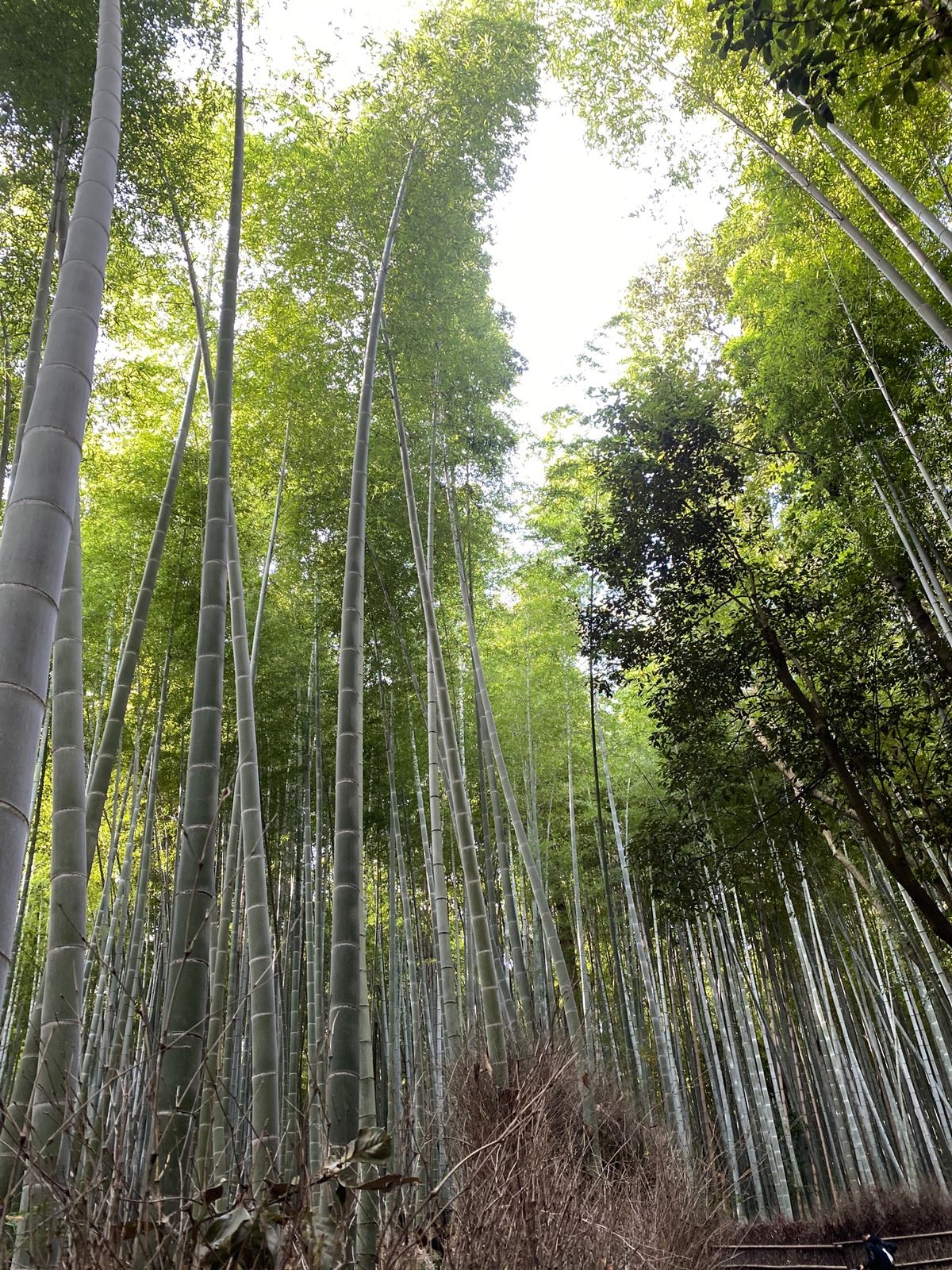 嵐山祐斎亭　西陣富田屋　東福寺