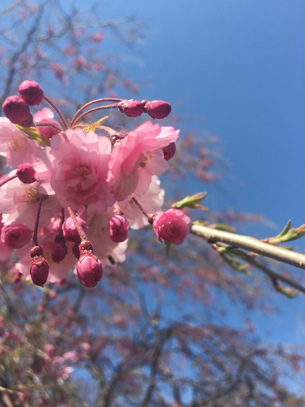日本・松前「松前城　お花見」の写真