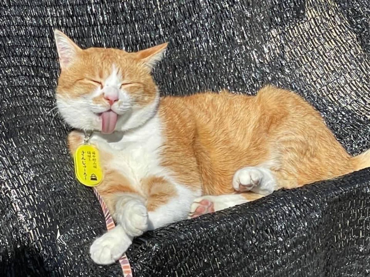 倉敷、湯郷温泉、備中松山城の紅葉とにゃんじろう