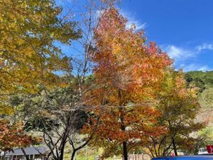 倉敷、湯郷温泉、備中松山城の紅葉とにゃんじろう