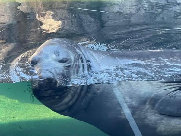 日本・山形県「山形旅行」の写真：加茂水族館なおみちゃんとくらげ
羽黒山五重塔