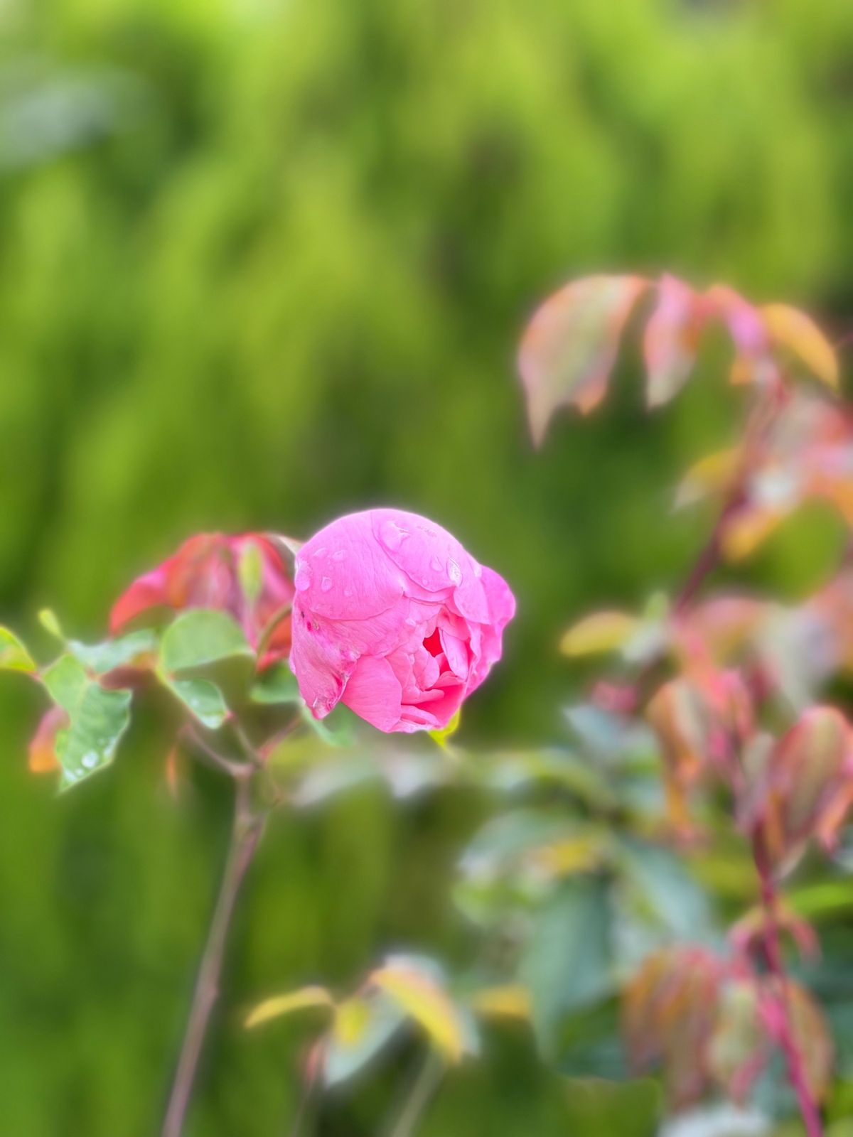 河口湖のハナテラスによって東京へ
富士山の雪化粧が素晴らしいです