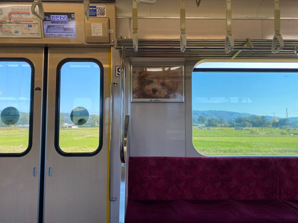 日本・小田原城「小田原城・江の浦測候所　2021.11」の写真