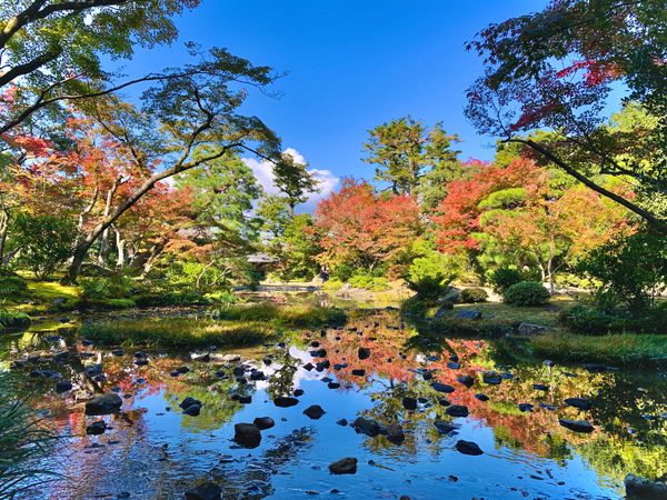日本・京都府「出張 + 呑み食い + 紅葉」の写真
