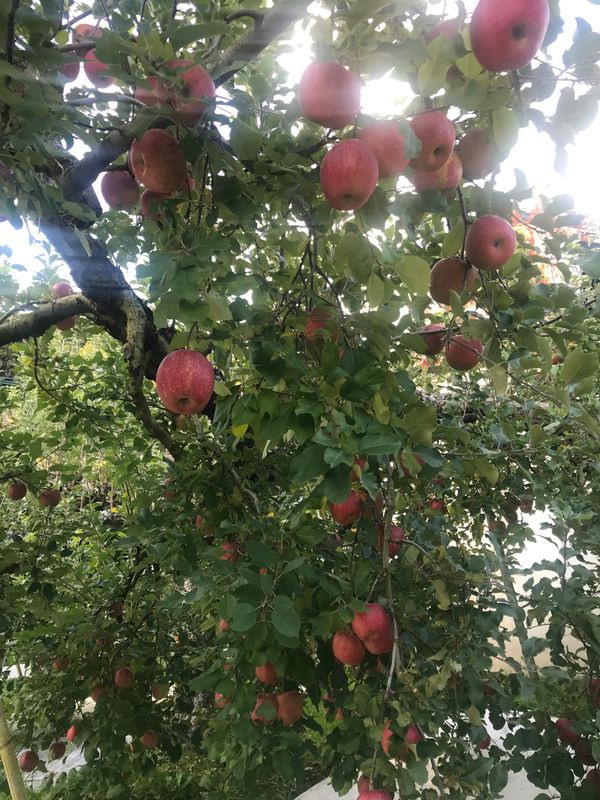 日本・茨城県「ふらっと旅」の写真