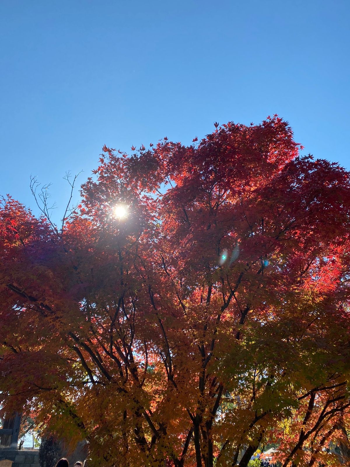 長野市
●善光寺
●紅葉🍁日経太陽の輝き

とてもよい天気で、これほどの快...