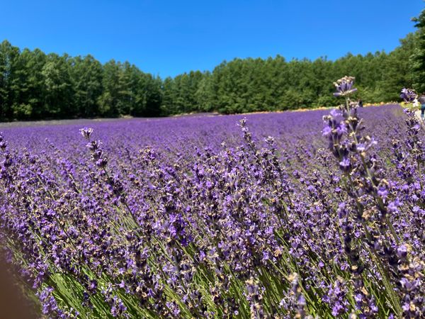 日本・北海道「北海道旅✈︎ 2021」の写真