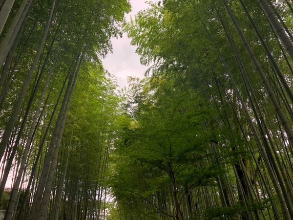 日本・静岡県「静岡 vol. 」の写真