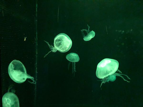 日本・静岡県「静岡 vol. 」の写真