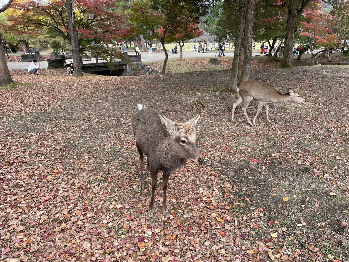 奈良公園の鹿にも会ってきましたよ。