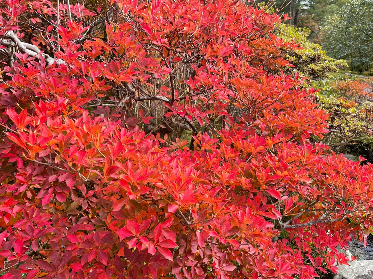 奈良の依水園。庭園の紅葉が見頃を迎えていました。