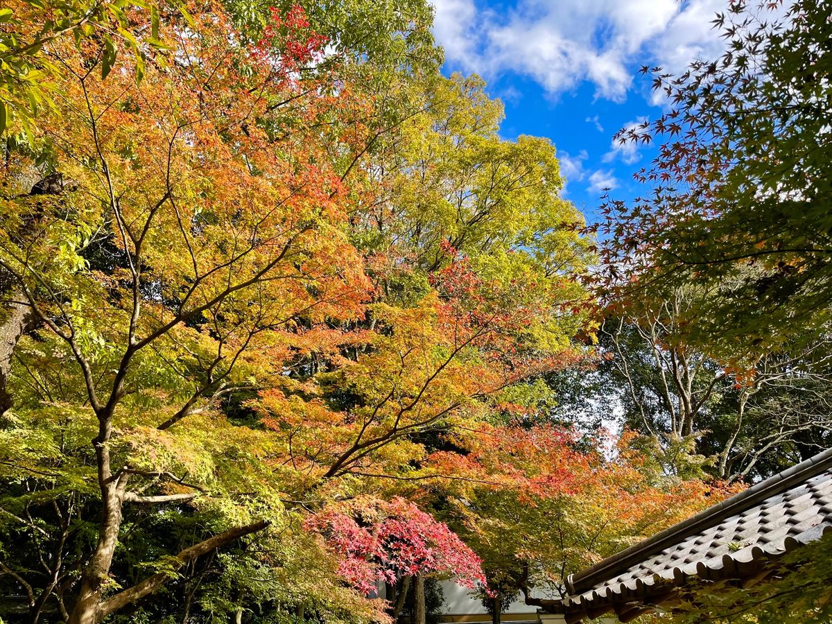 依水園のお隣にある吉城園。何と入園は無料でした。こちらも立派な庭園でした。