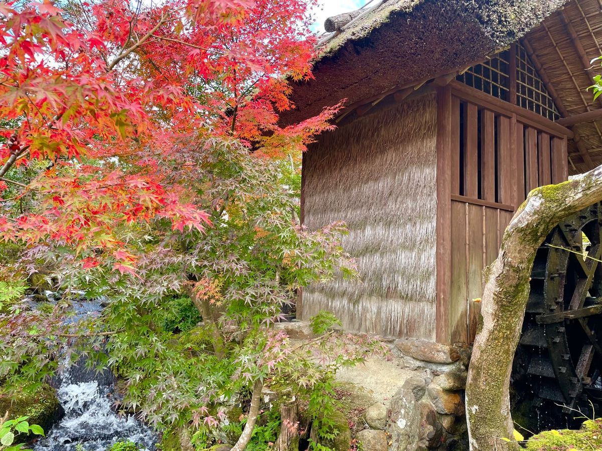 奈良の依水園。庭園の紅葉が見頃を迎えていました。