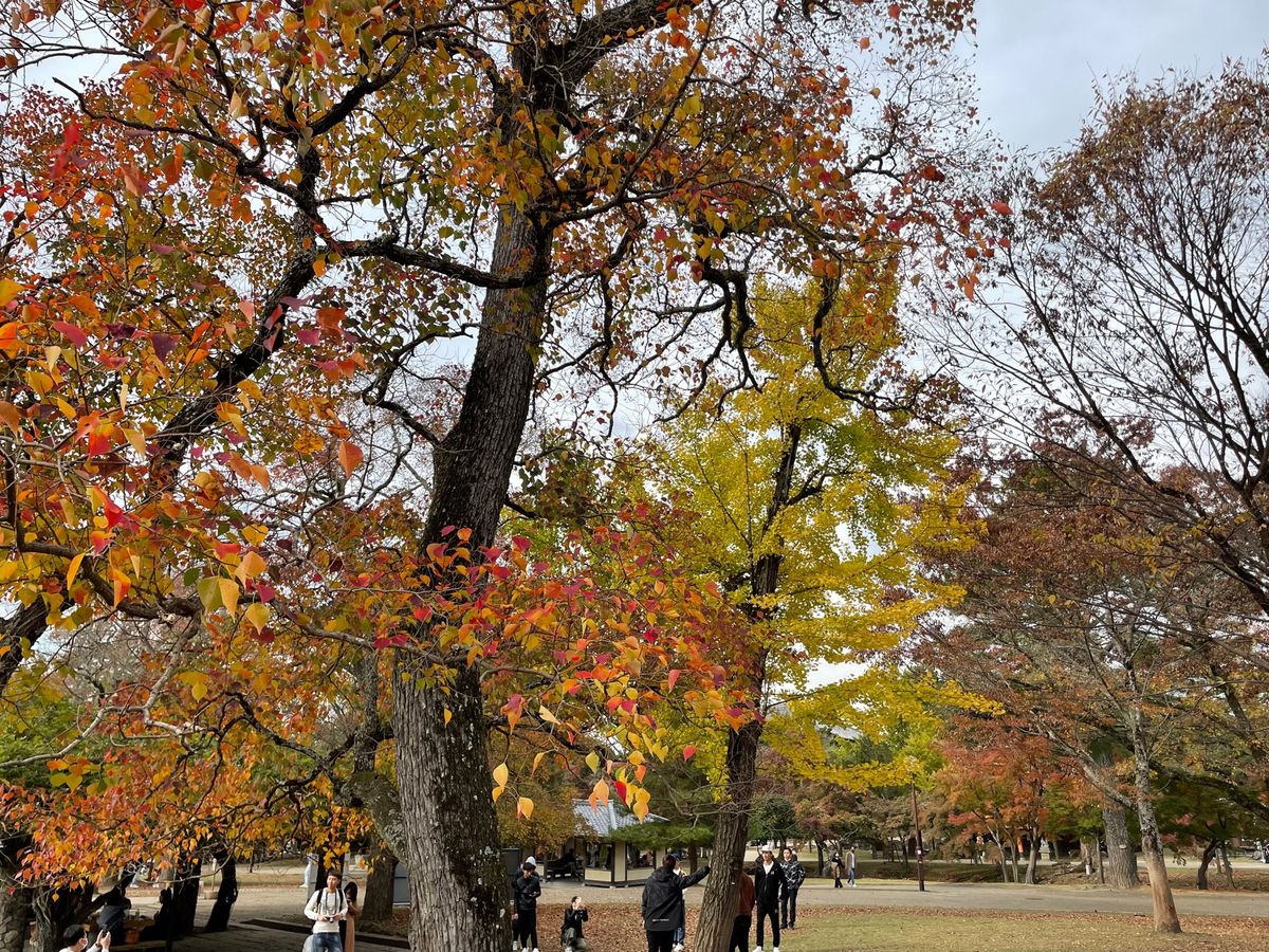 奈良公園の鹿にも会ってきましたよ。