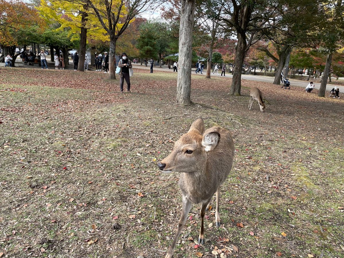 奈良公園の鹿にも会ってきましたよ。