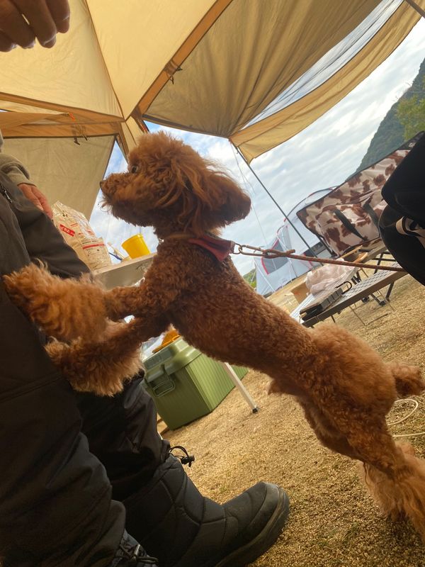 日本・淡路島「淡路じゃのひれリゾート　」の写真