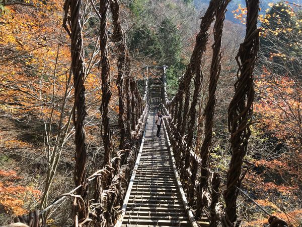 日本・徳島県「祖谷のかずら橋」の写真