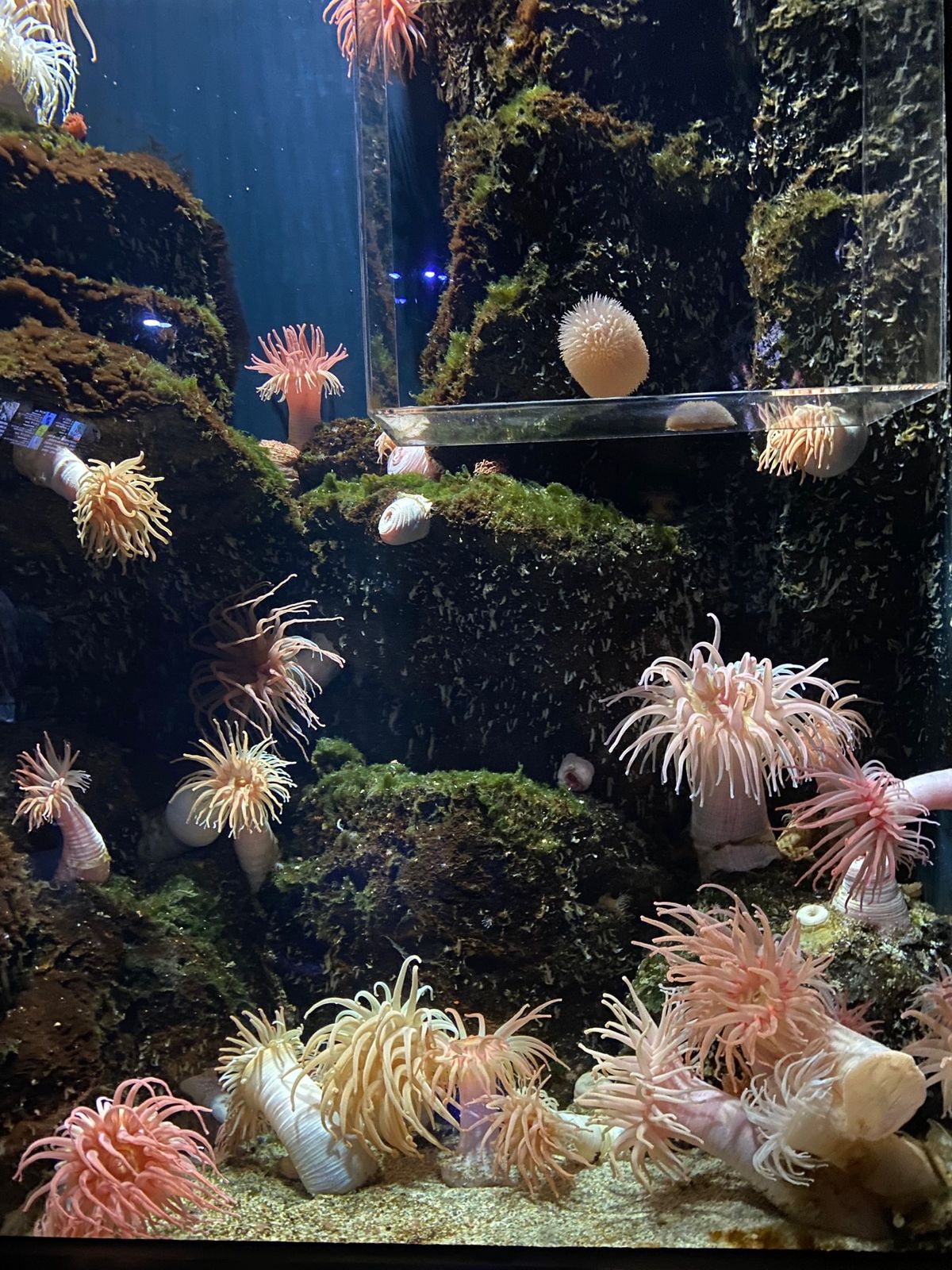 鶴岡市立加茂水族館へ