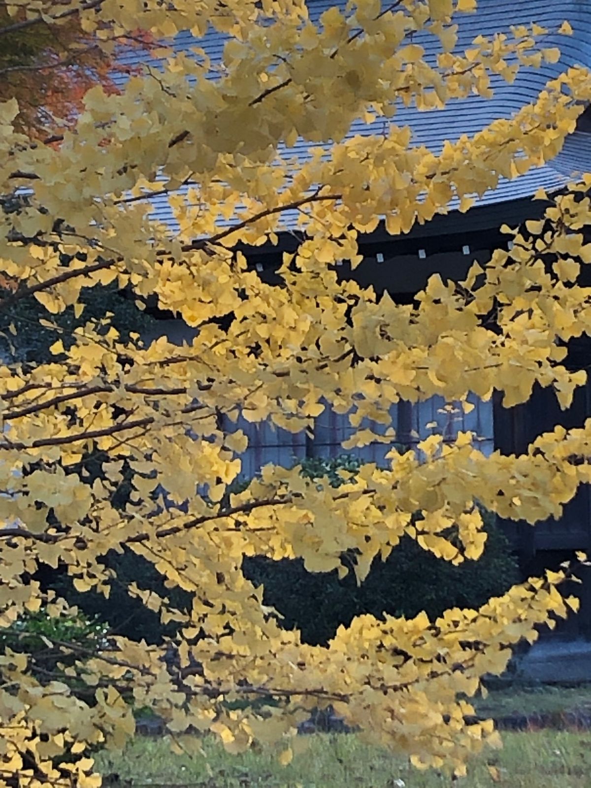 夕飯は小田屋の天ぷらを。九州スタイル。紅葉も満喫！